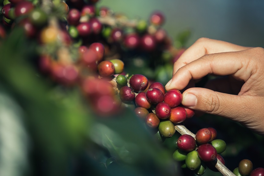 ¿Qué es el café sostenible?