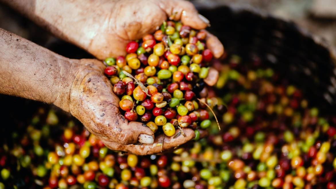 Los procesos del café lavado, semilavado o natural