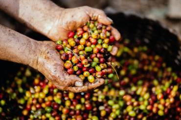 Los procesos del café: lavado, semilavado o natural