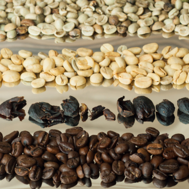 ¿Cuántas especies de café existen?